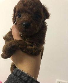 天门泰迪爆料视频大全下载,揭秘幕后真相